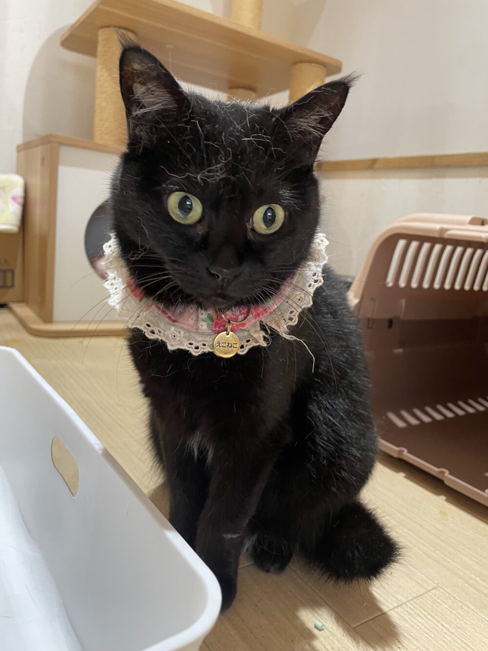 元気いっぱい😃金曜日😸嬉しいお知らせも