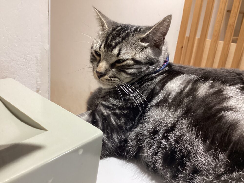 ラルゴ君🐱卒業特集！
