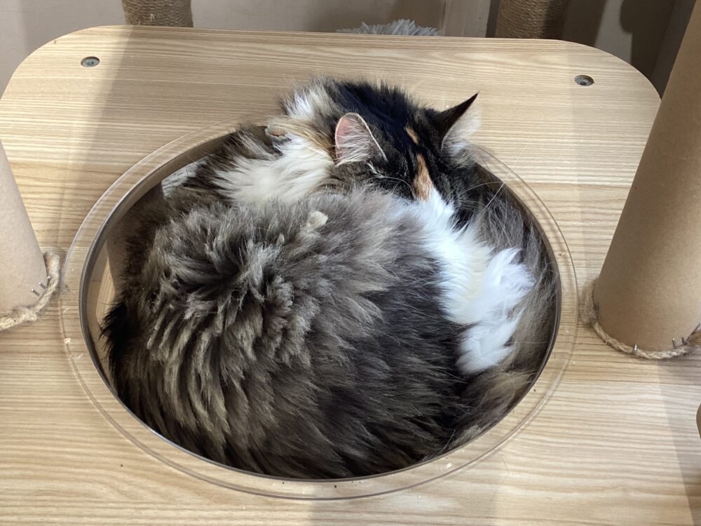 本日は定休日です🤗