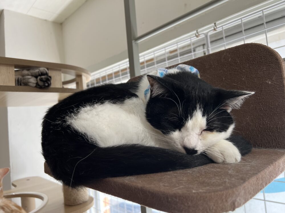 ゆったり😪火曜日 - 里親募集型猫カフェ えこねこ