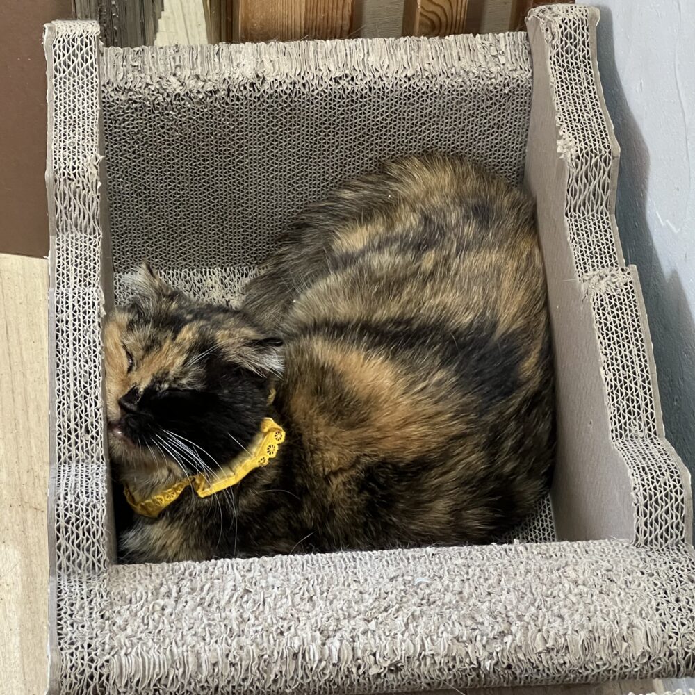 ゆったり😪火曜日