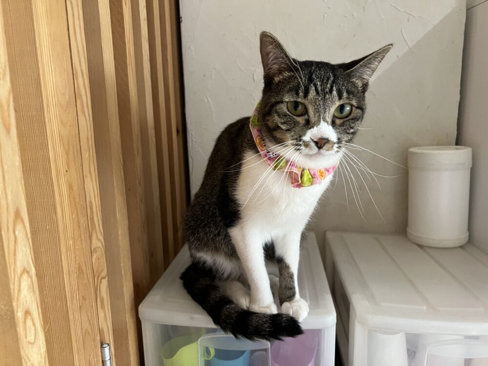 ゆったり😪火曜日 - 里親募集型猫カフェ えこねこ