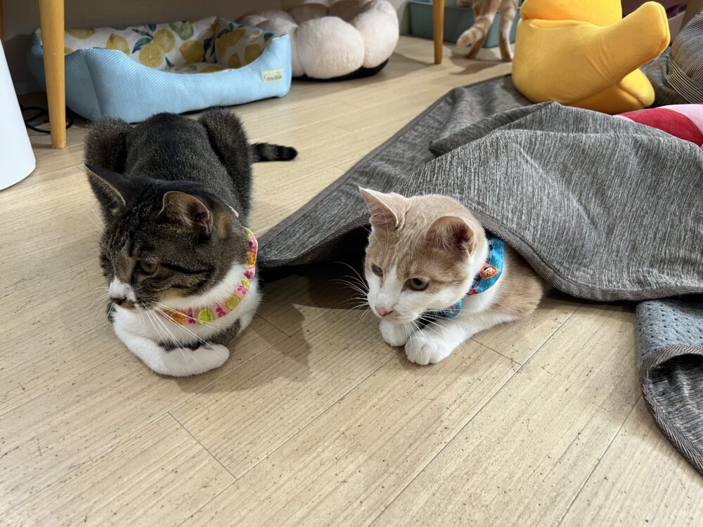 ゆったり😪火曜日 - 里親募集型猫カフェ えこねこ