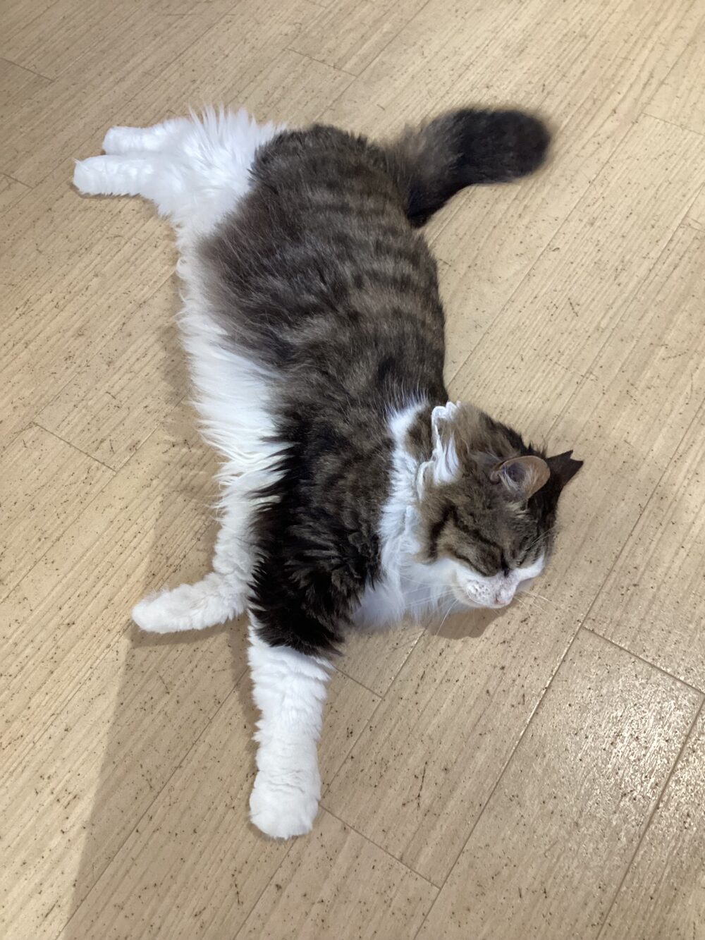 わいわい日曜日😀