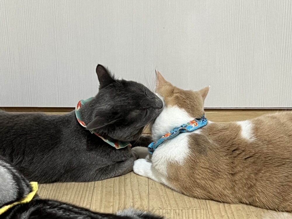 ほんわか☁️木曜日