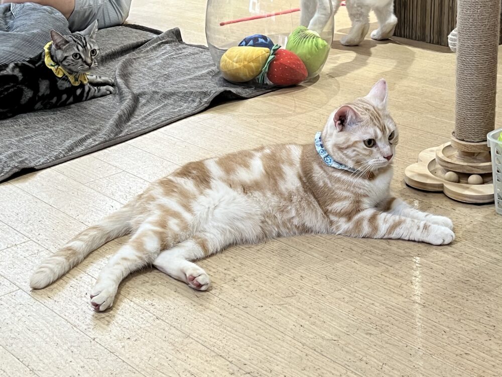 あちあち🔥日曜日