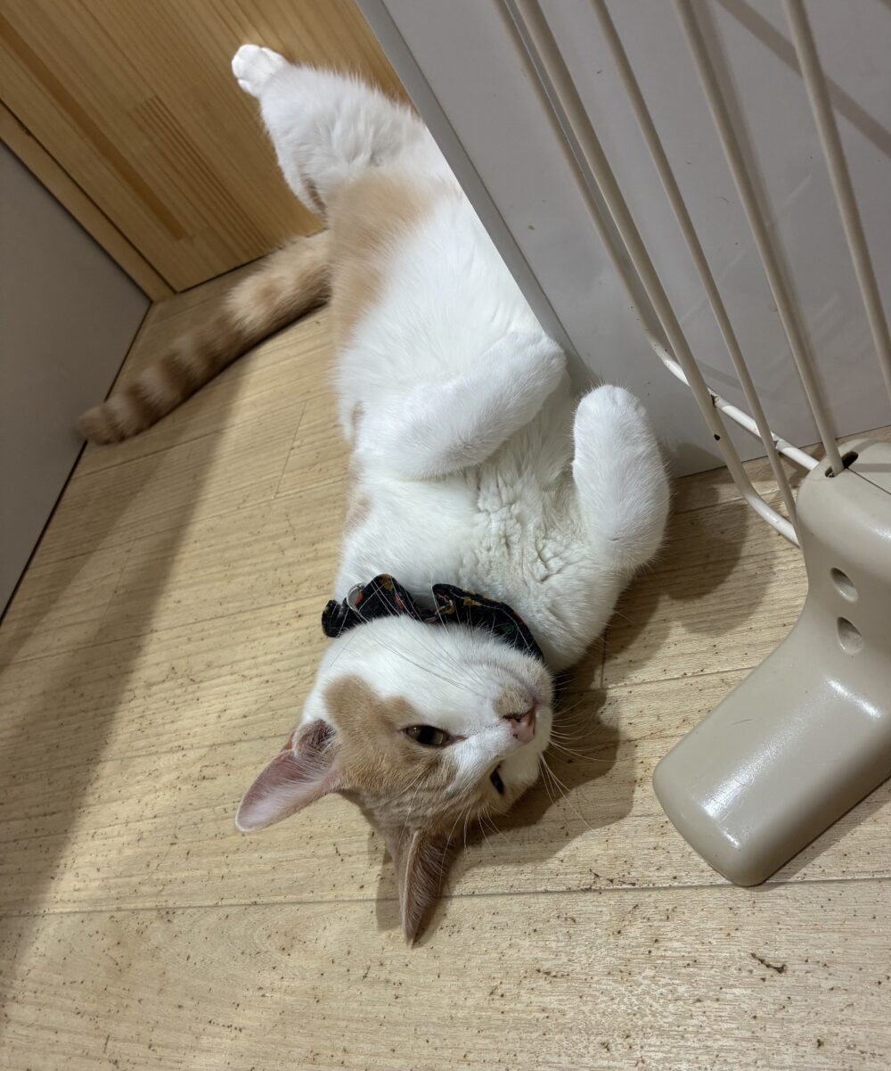 もぐる土曜日☺️