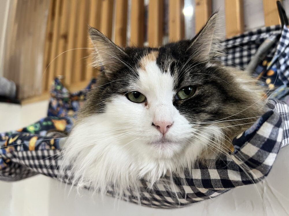 おとなしい?火曜日