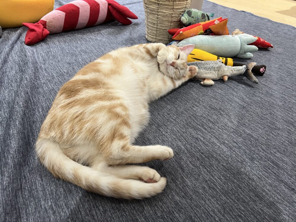 しーん…?な日曜日