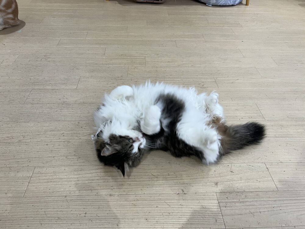 本日は、店休日です🙏