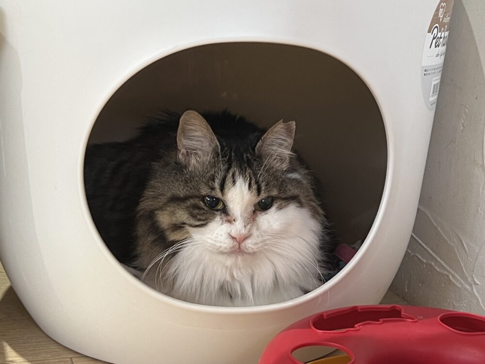 のほほん木曜日