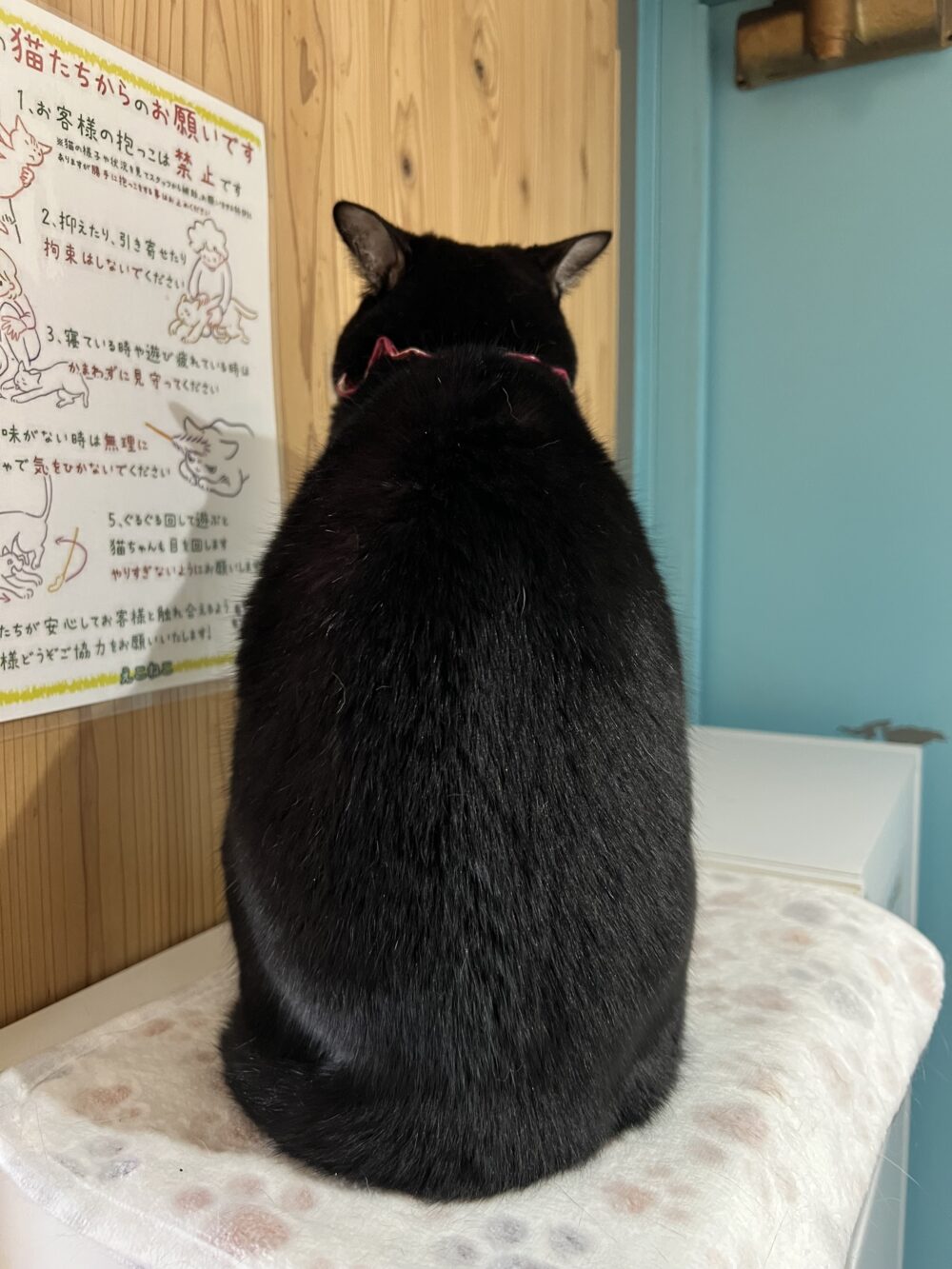 うずうず木曜日