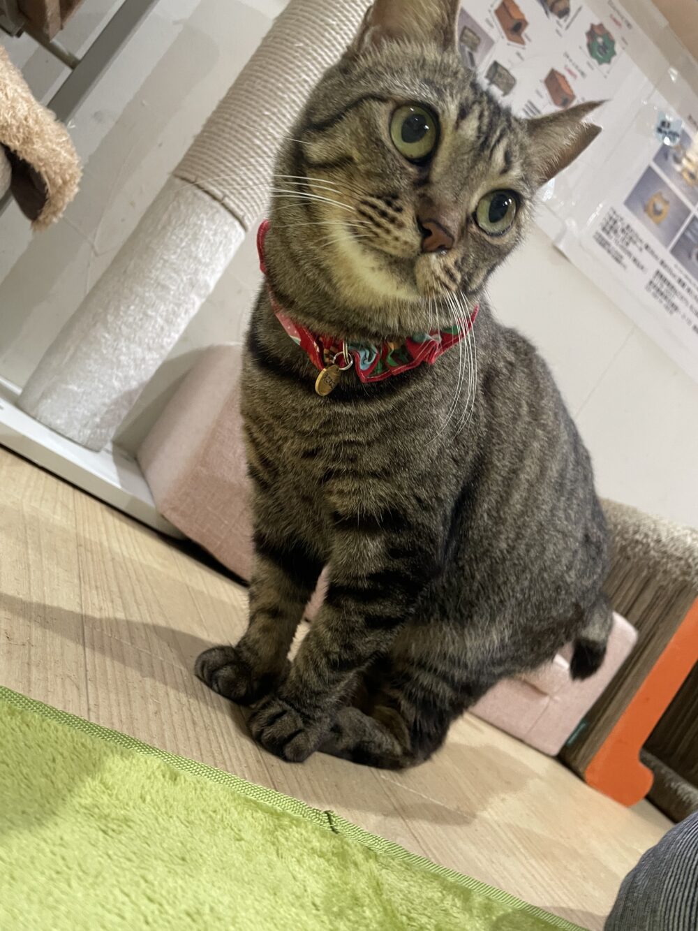 ぬくぬく木曜日🐈