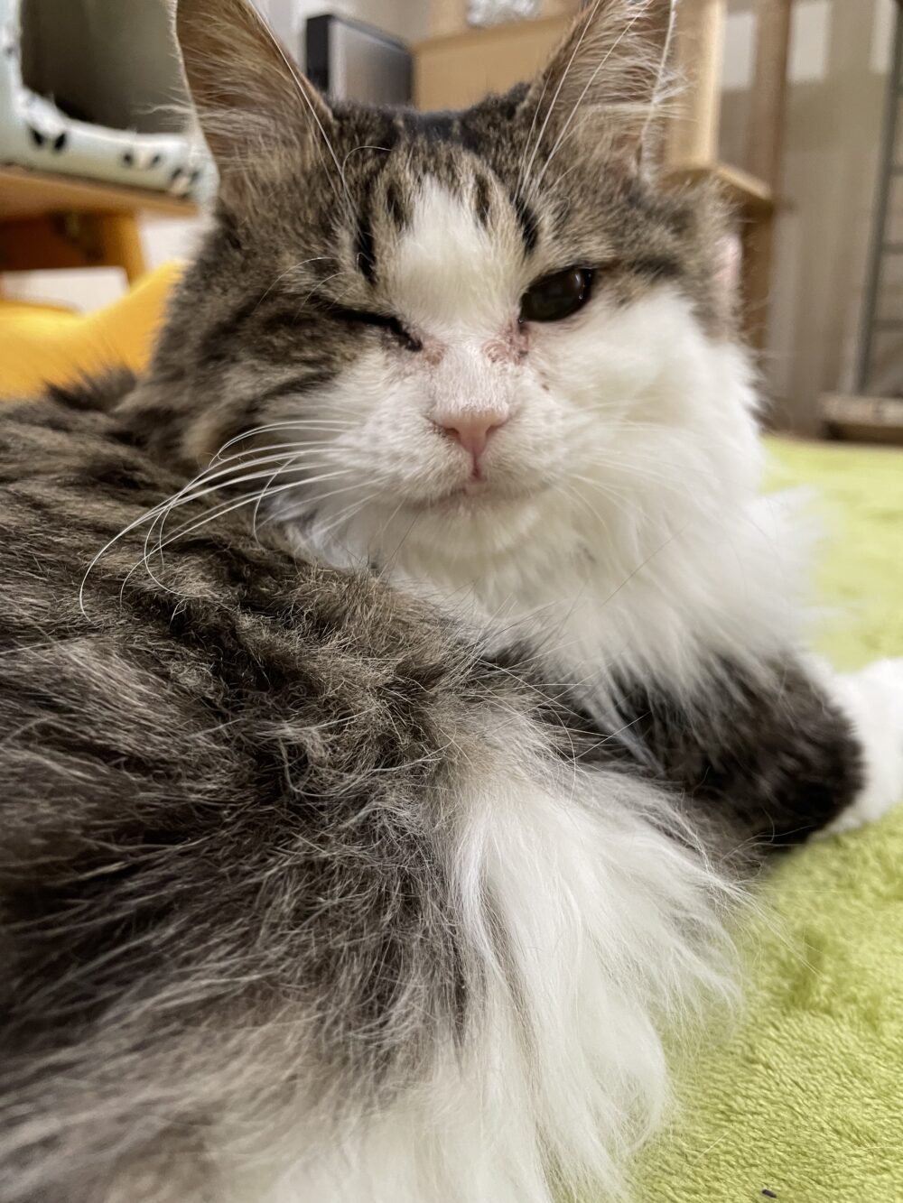 集まる金曜日🐈