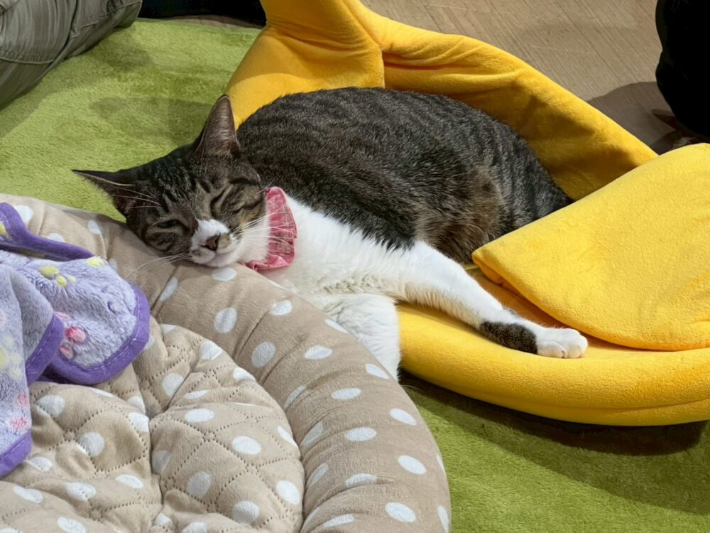 グラナちゃん卒業スペシャル👩‍🎓