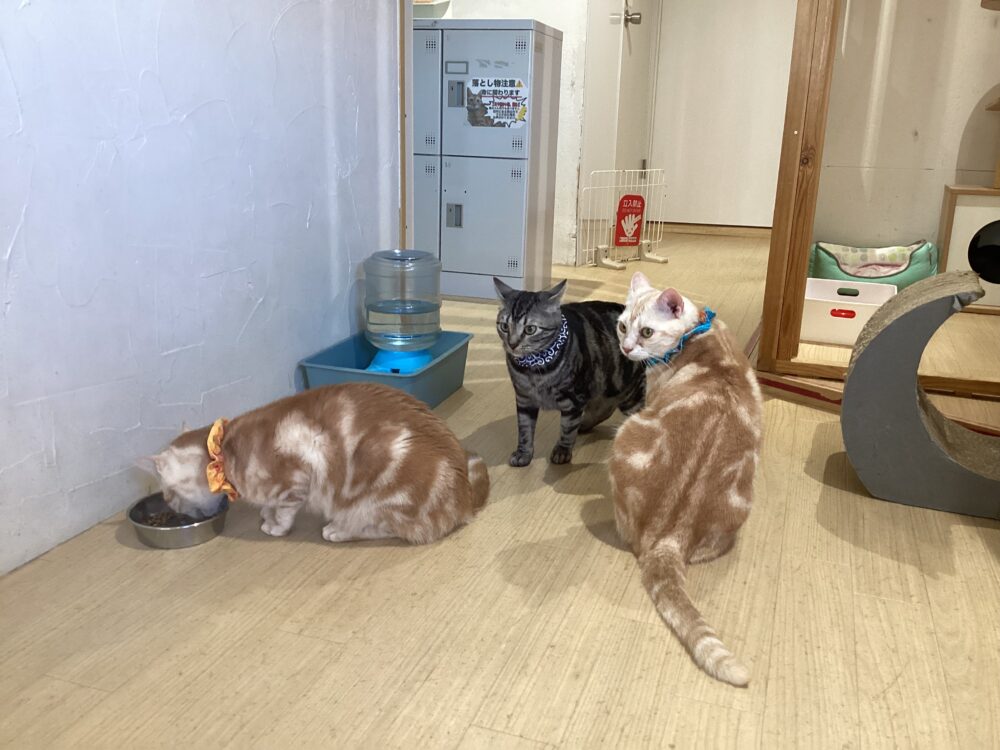 今年最後の日曜日