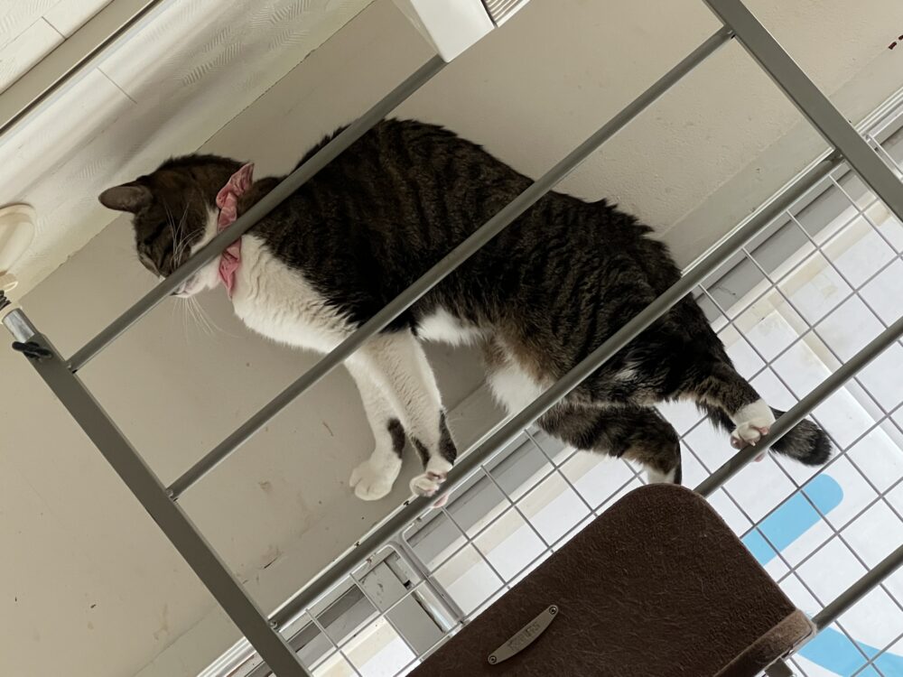 グラナ卒業、日曜日！