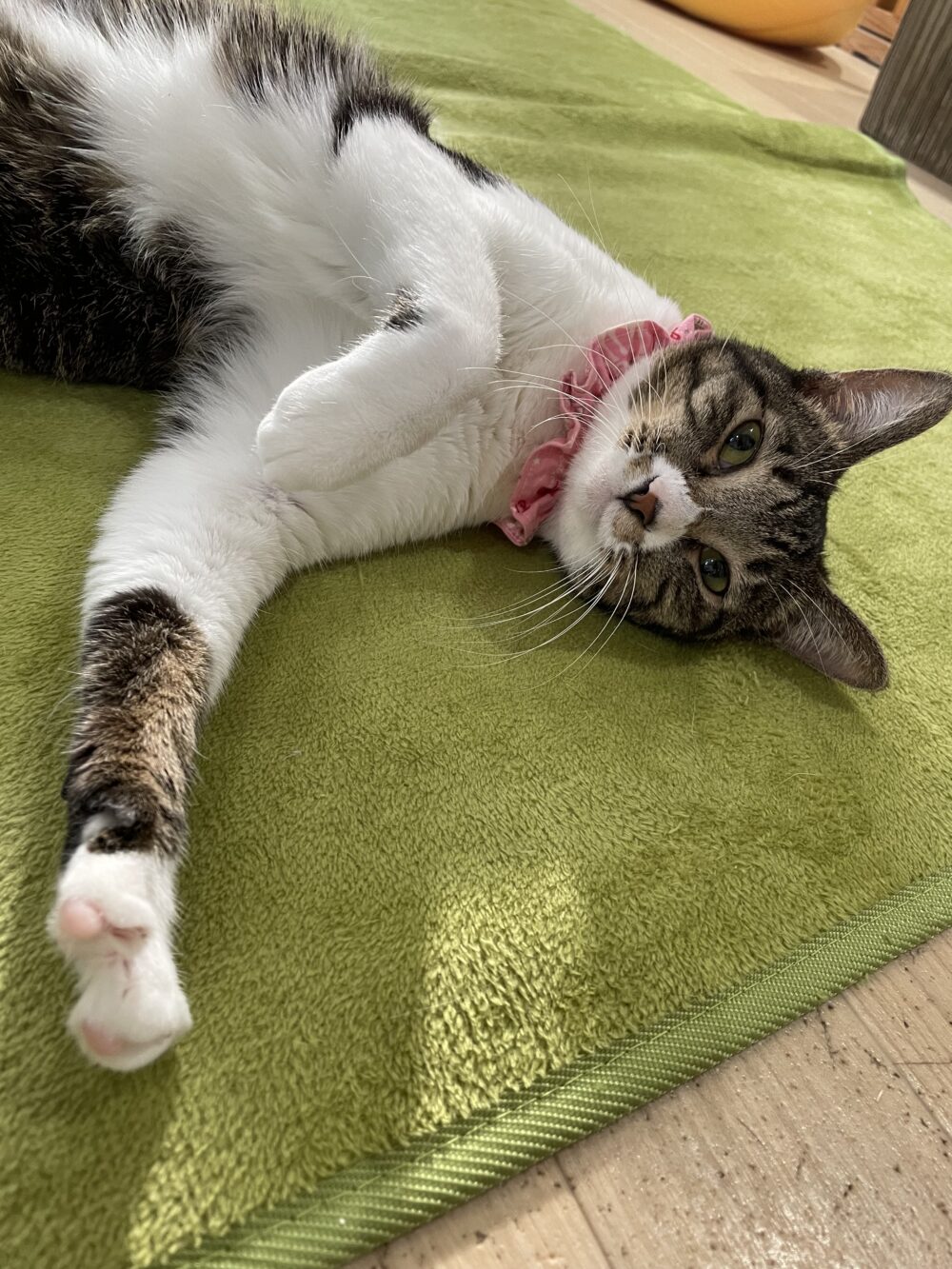 本日は定休日です🤗そして嬉しいお知らせも🥹