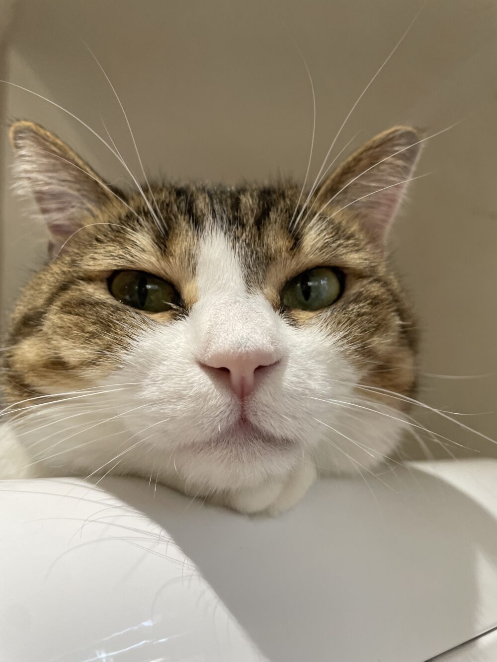 元気な金曜日😸