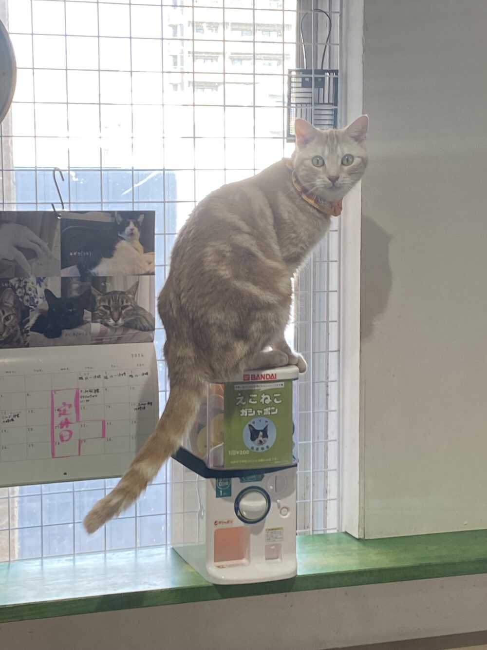 ゆったり日曜日 - 里親募集型猫カフェ えこねこ