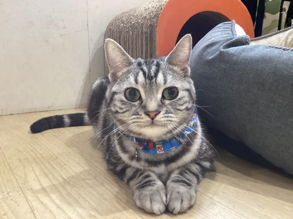 本日定休日です