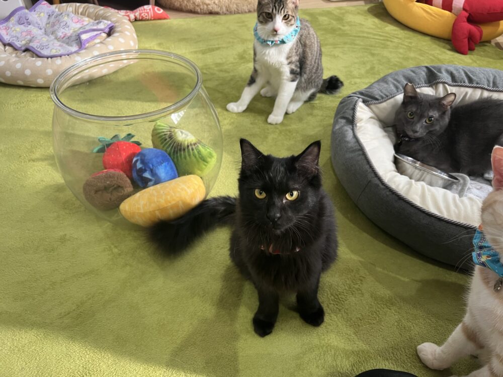 あけましておめでとうございます🐈