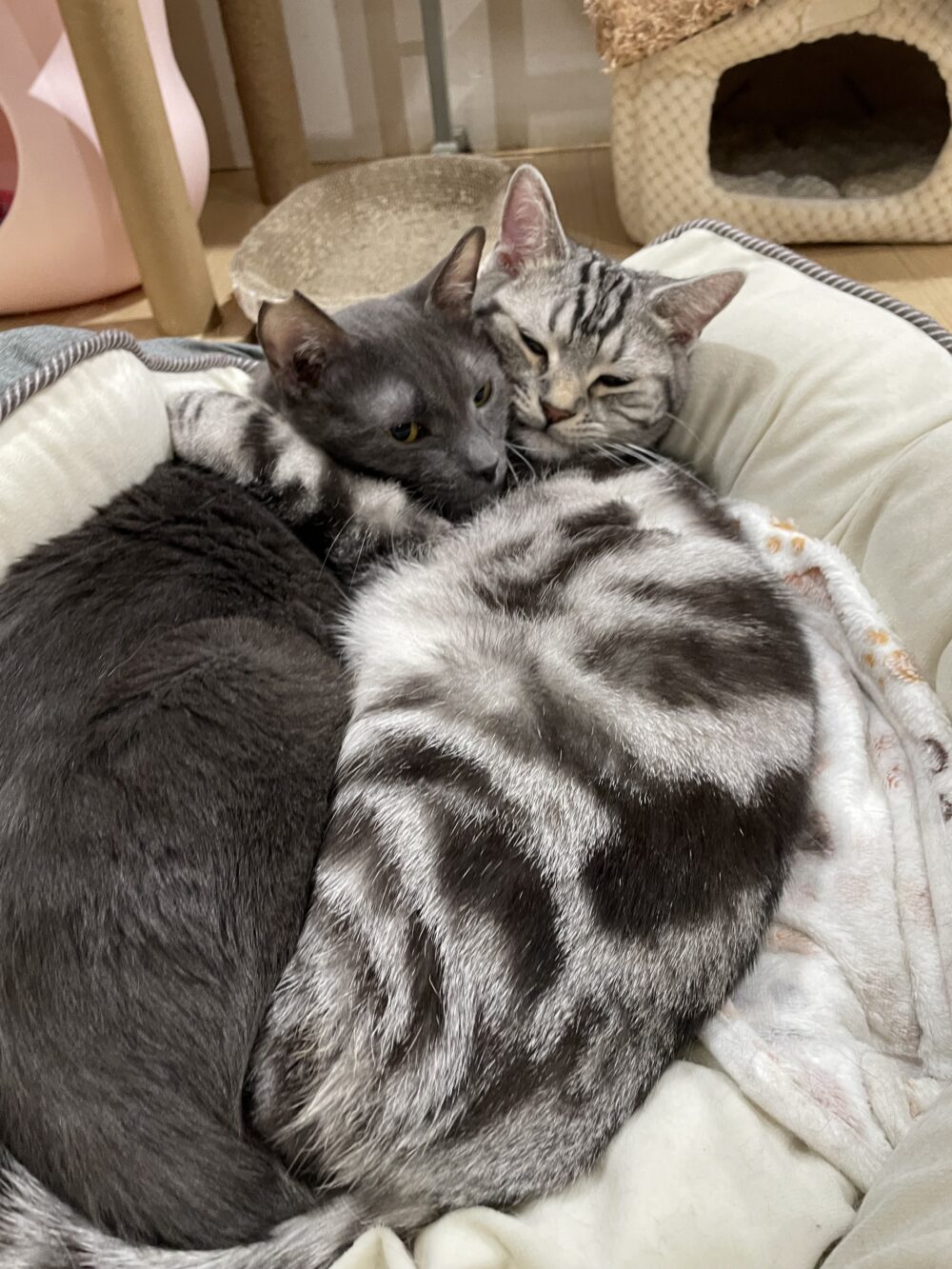 えこねこカレンダー🗓️お写真募集