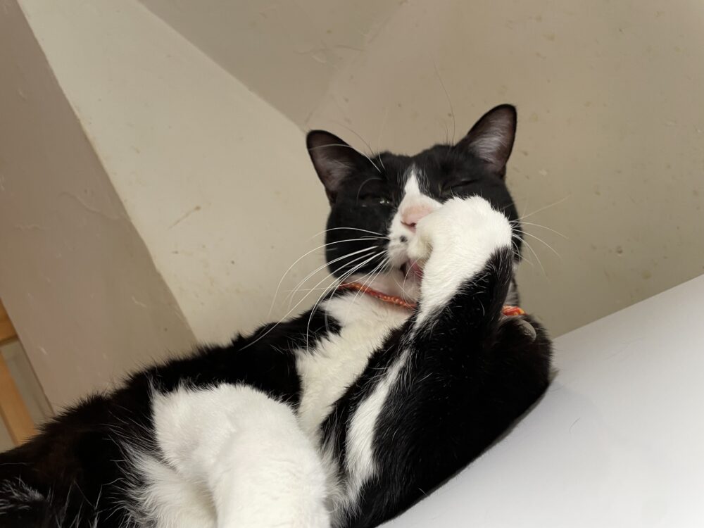 元気な月曜日😸