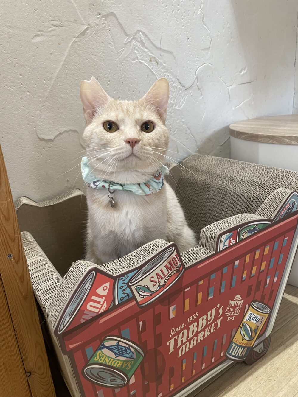 本日は定休日です✨