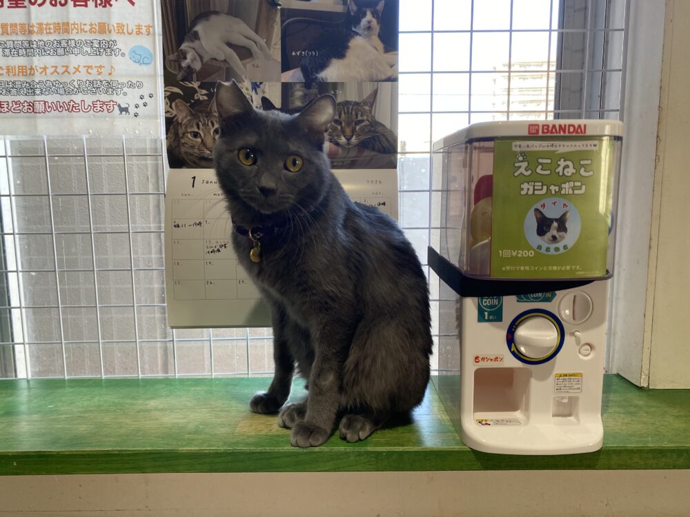 にぎやか!日曜日