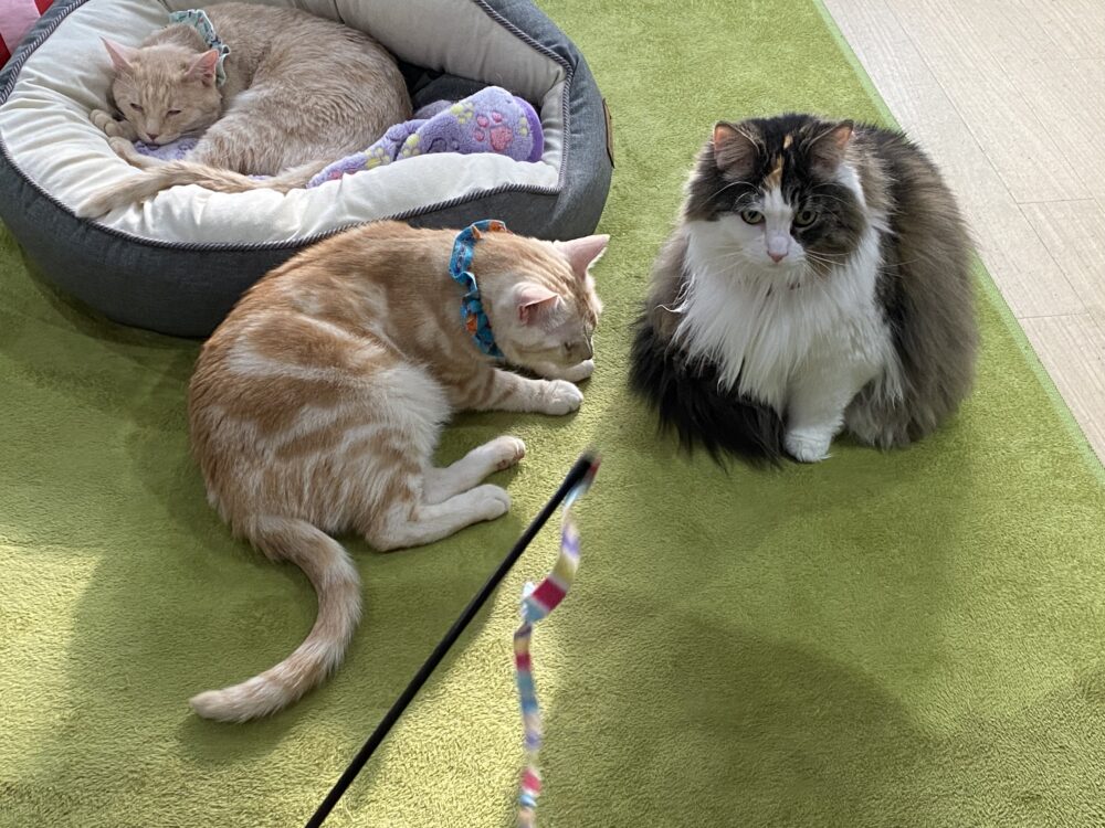 あったか☀️日曜日