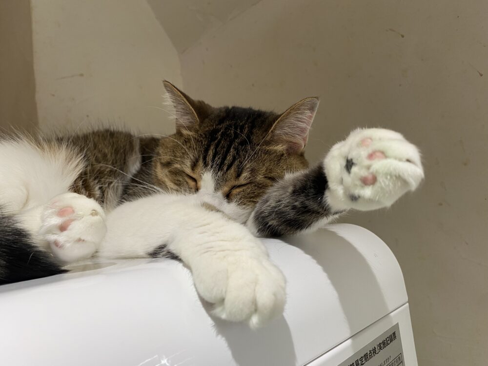 おとなしい火曜日