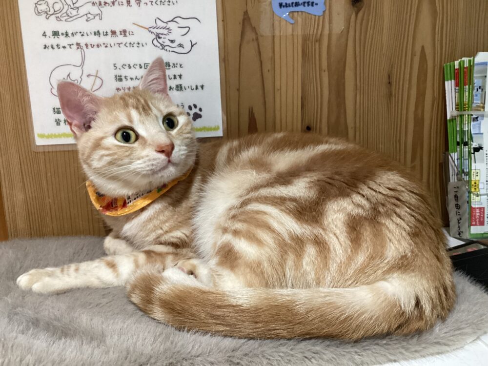 建国記念の水曜日🇯🇵