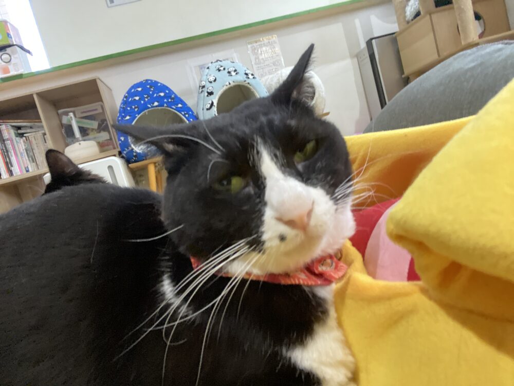 リコッタ卒業🎊火曜日