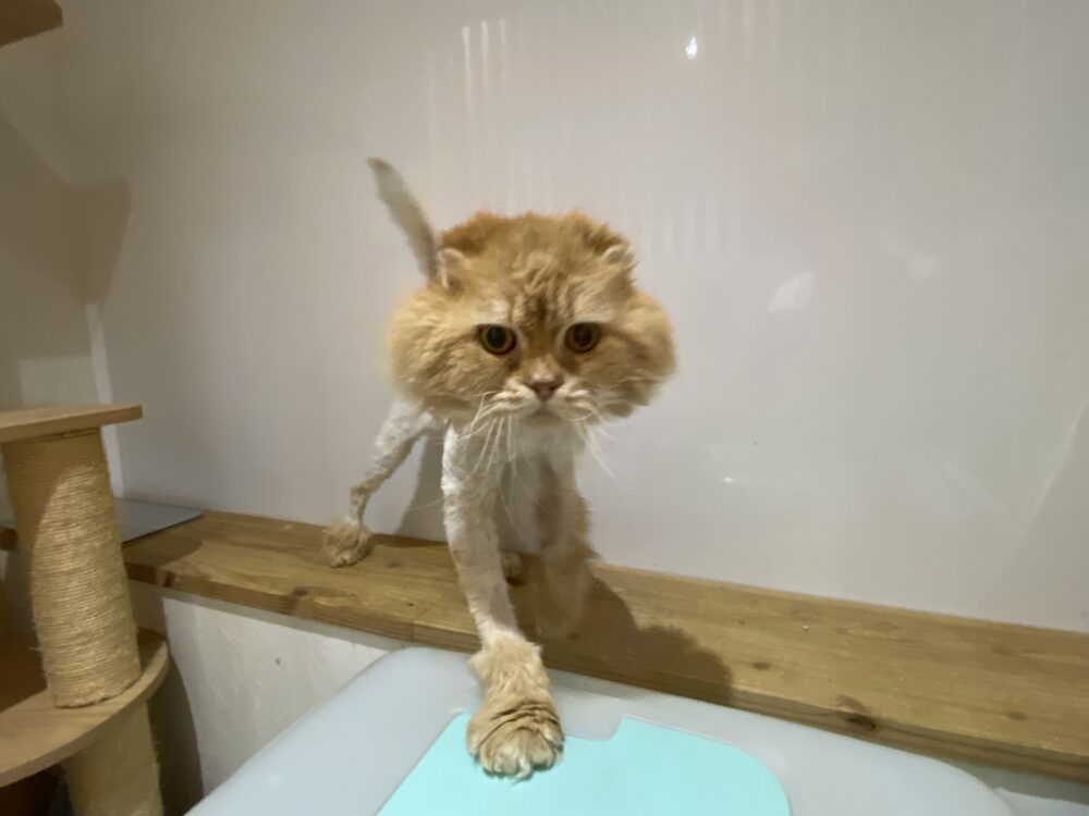 おやおや？火曜日