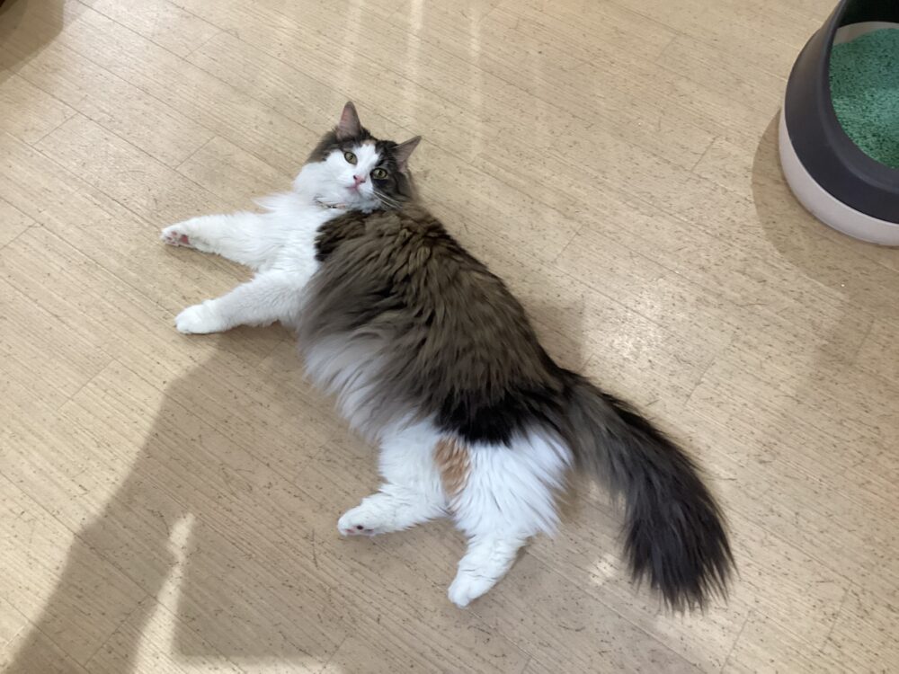 本日も定休日です😸