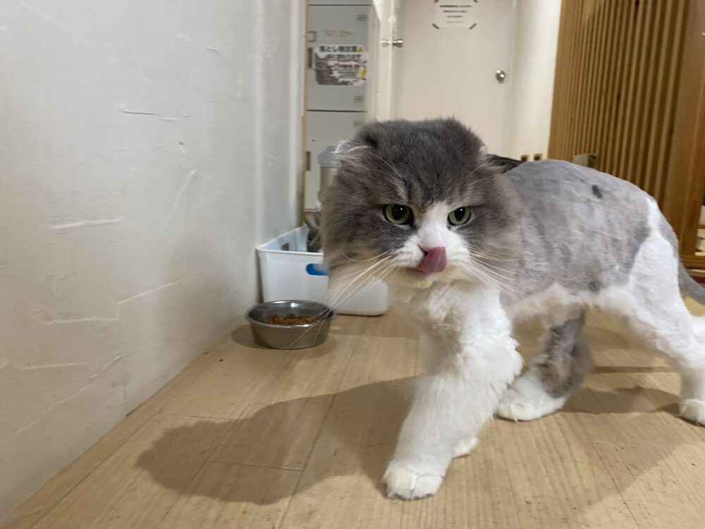 ミントな火曜日🟢