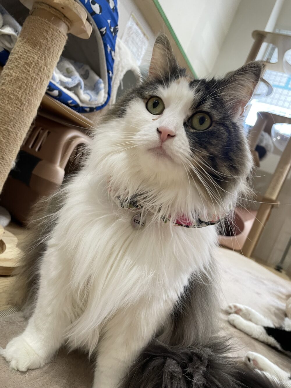 ゴロゴロ土曜日🐈