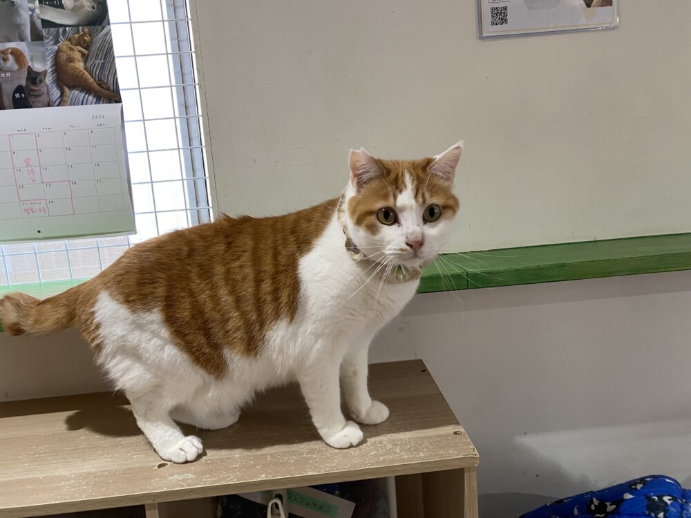 しずかな…火曜日