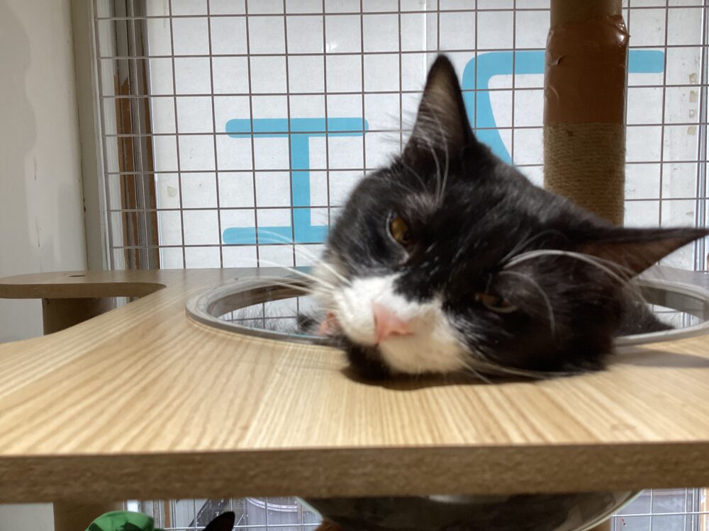 本日は定休日です😋