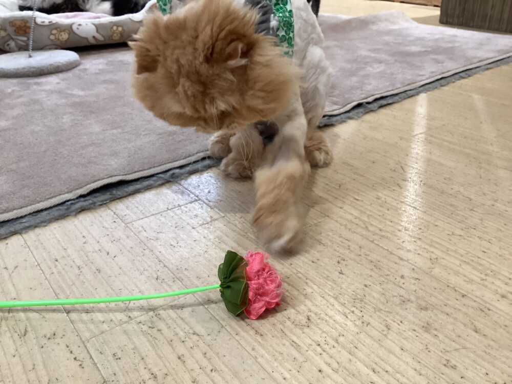 平和な木曜日💪