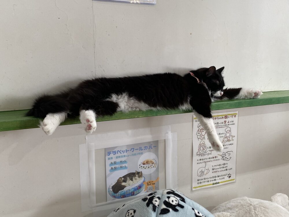 こどもの日🎏火曜日