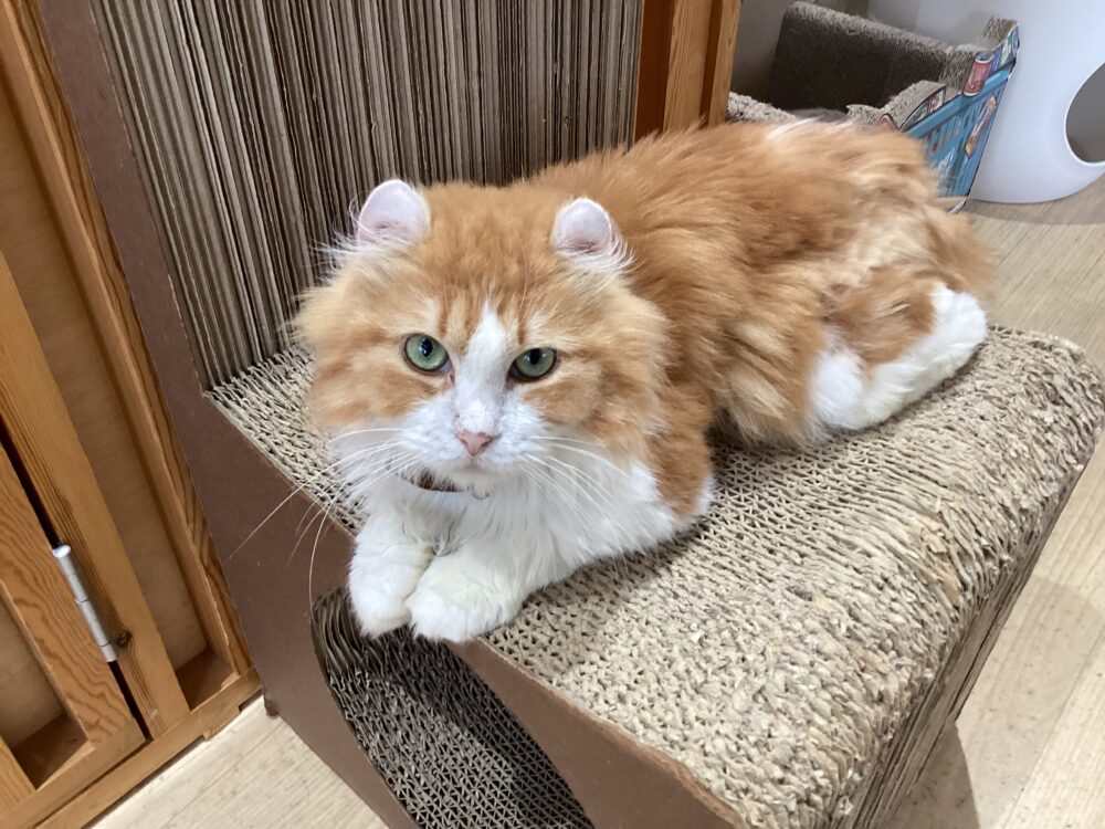 本日定休日です