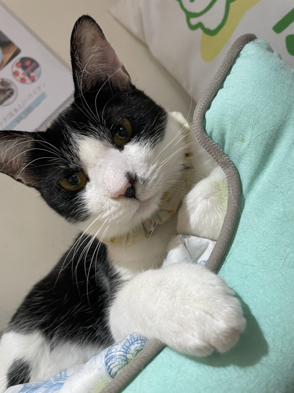 ダラダラ月曜日🐈