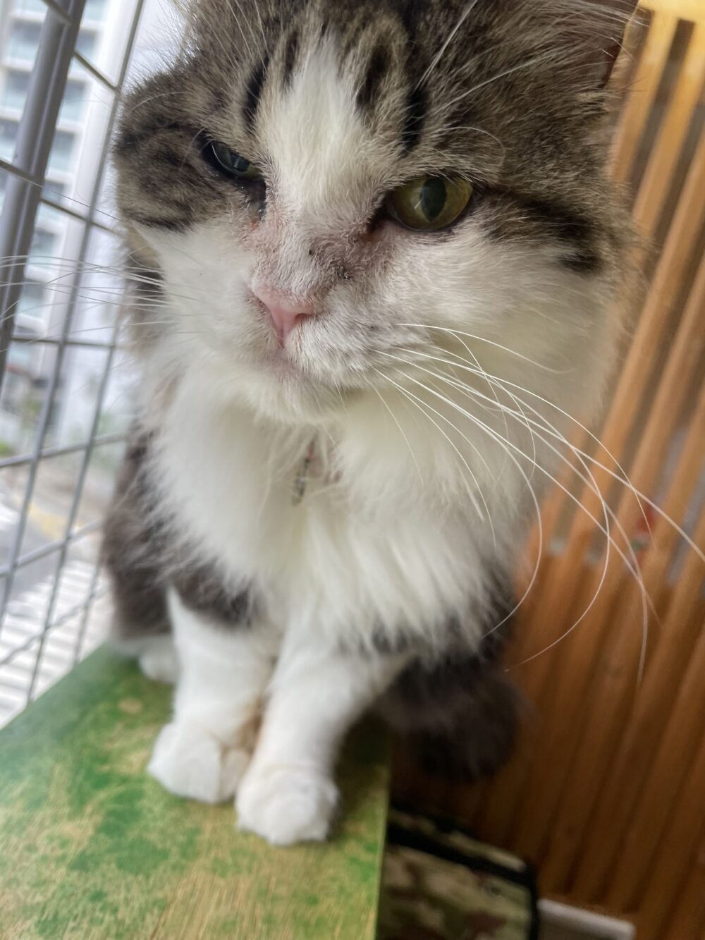 ダラダラ月曜日🐈