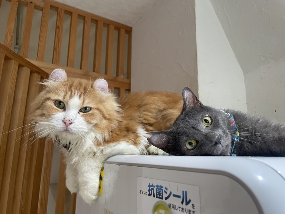 賑やか土曜日😄