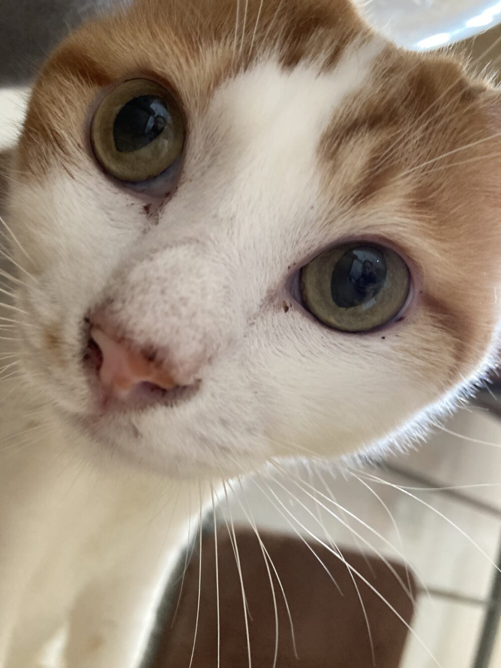 元気な金曜日😸