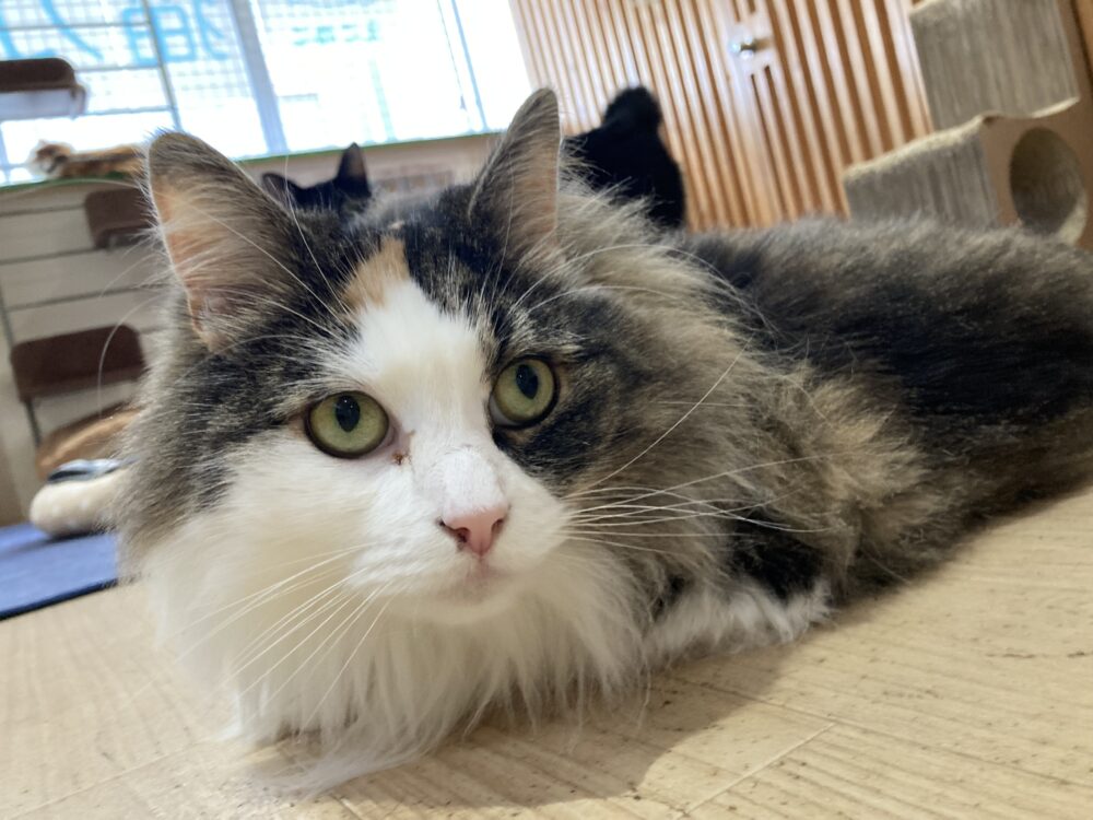 元気な月曜日😸