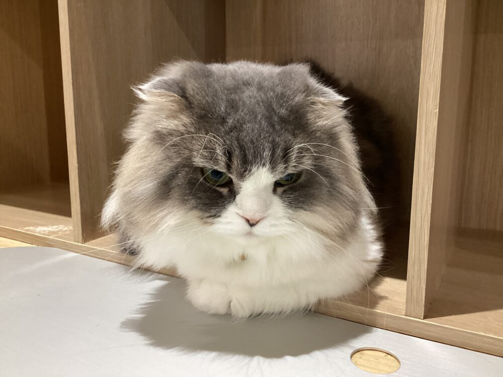 本日定休日とお知らせ