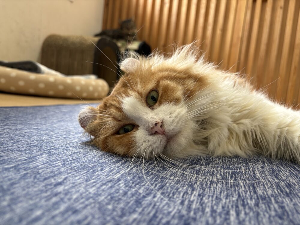 涼しい✨日曜日